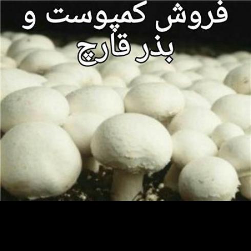 پرورش قارچ کمپوست آماده قارچ فروش کمپوست قارچ بذر قارچ