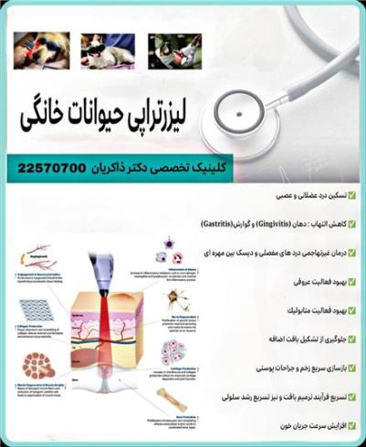فیزیوتراپی و لیزر درمانی پیشرفته حیوانات خانگی