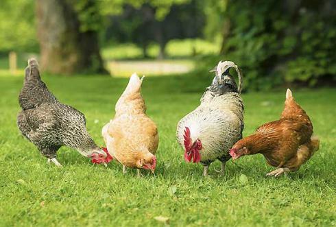 فروش مرغ بومی آماده به تخم نژاد گلپایگان
