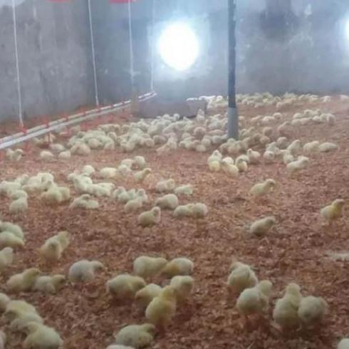 پرورش مرغ گوشتی  - استان تهران