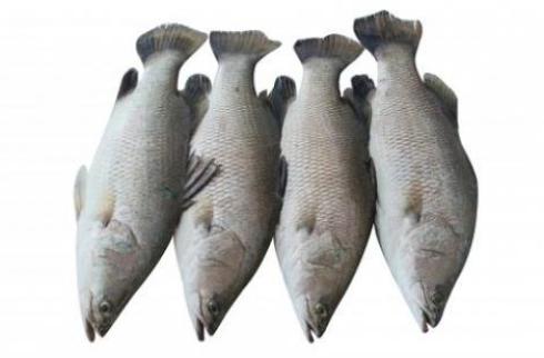 دوره آموزشی تولید تجاری ماهی سی‌باس دریایی