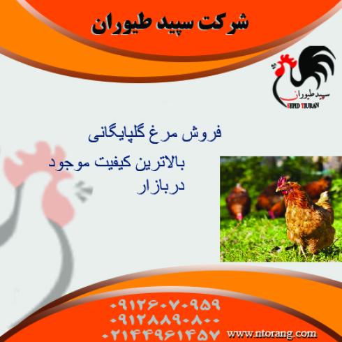 قیمت مرغ گلپایگانی تخمگذار - طیور 