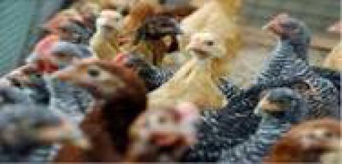 فروش جوجه مرغ اصلاح نژاد شده به قیمت روز - طیور