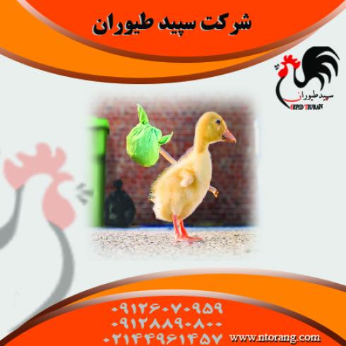بازار خرید و فروش اردک -جوجه اردک 30 روزه- طیور  