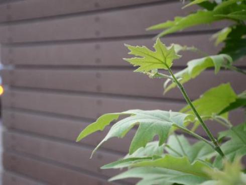 چوب پلاست در شیراز