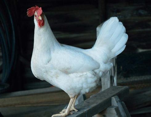 پرورش مرغ تخمگذار-طیور