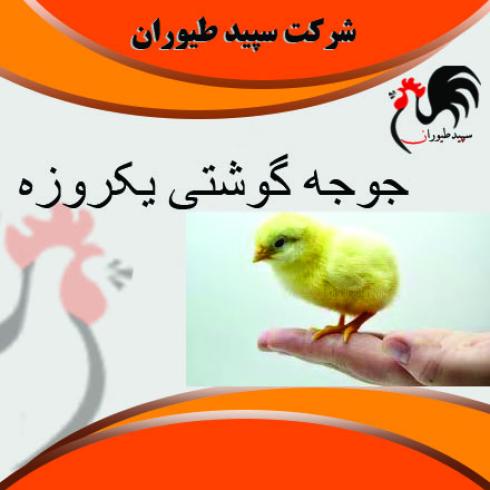 پرورش مرغ گوشتی یکروزه- جوجه گوشتی یکروزه- طیور 