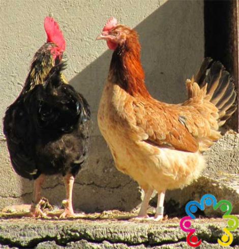 قیمت جوجه مرغ تخمگذار - طیور