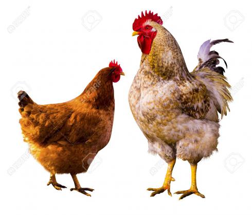 فروش عمده مرغ و خروس زنده - اصلاح شده