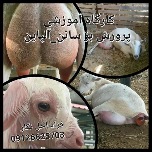 دوره آموزشی پرورش بز سانن