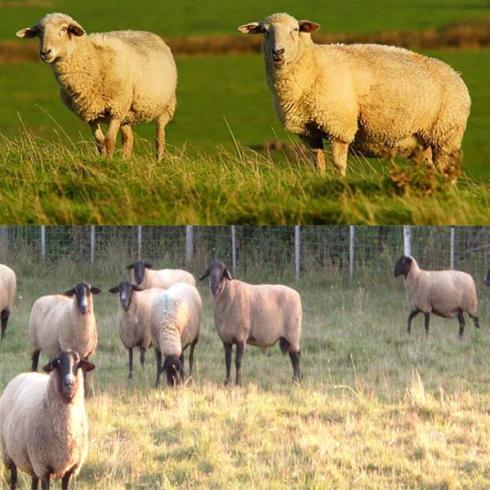 گوسفند زنده 100 درصد بهداشتی با ذبح رایگان