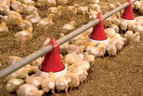 فروش جوجه مرغ گوشتی نژاد کاب و شرایط نگهداری - طیور