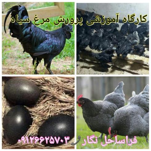 دوره آموزشی پرورش مرغ سیاه .مرغ بومی
