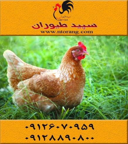 قیمت مرغ تخمگذار لوهمن قهوه ای،فروش مرغ تخمگذار محلی