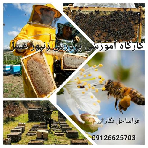 دوره آموزشی زنبورداری و پرورش زنبور عسل