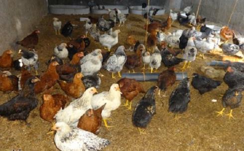 مرغ تخم گذار مرغ بومی محلی - طیور