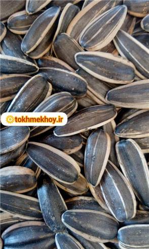 تخمه آفتابگردان چینی