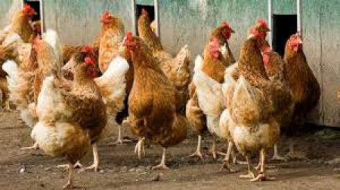 فروش مرغ 5 ماهه و 6 ماهه محلی گلپایگان اماده تخم - طیور