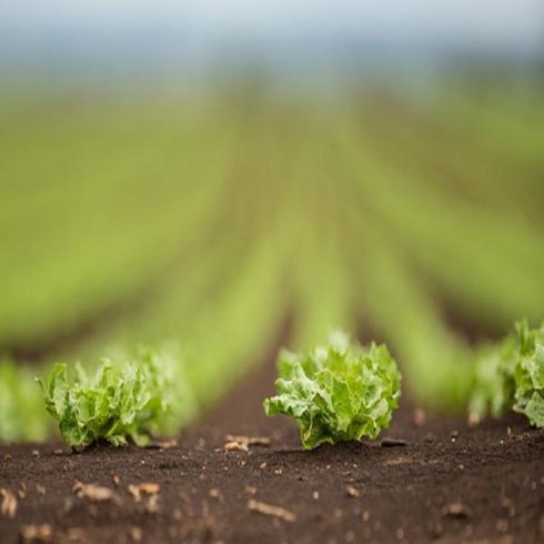 فروش شرکت رتبه 5 کشاورزی و فضای سبز 