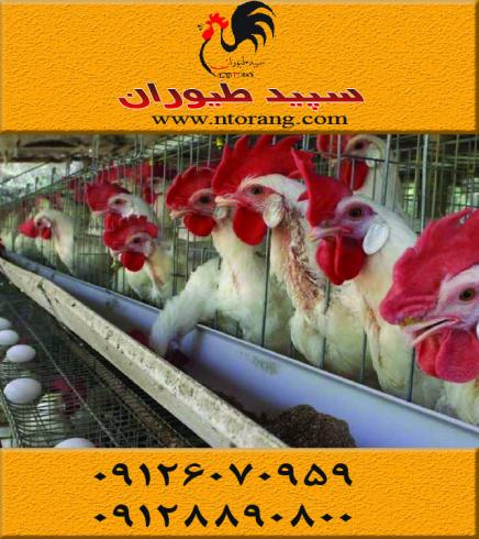 قیمت مرغ تخمگذار صنعتی  ال اس ال