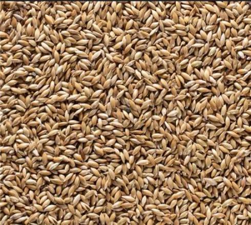 فروش دان جوجه و دان پرندگان زینتی