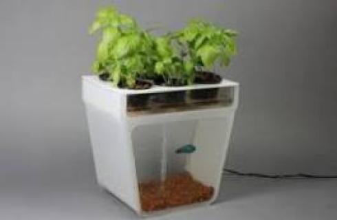 صفر تا صد آموزش پرورش آکواپونیک