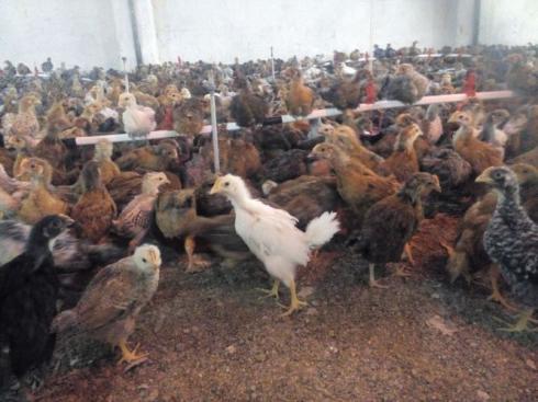 فروش مرغ تخم گذار و نیمچه بومی تخم گذار , اصلاح نژاد شده