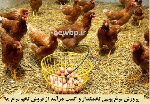  مرغ تخمی قیمت مرغ تخمگذار - طیور