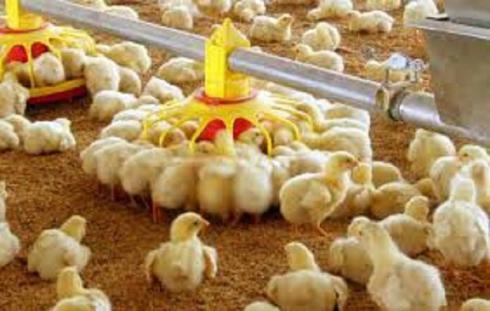 فروش جوجه یک روزه مرغ گوشتی نژاد مختلف - طیور