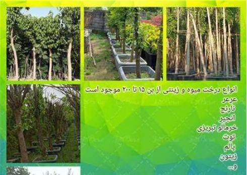 فروش انواع درختان میوه و زینتی بن بالا