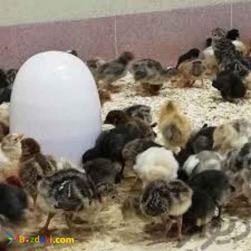 فروش مرغ تخمگذار یکروزه و یکماهه