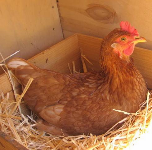 فروش مرغ و جوجه بومی تخمگذار پرتولید
