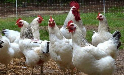 مرغ پولت تخمگذار صنعتی  