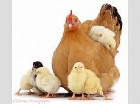 فروش نیمچه مرغ 3 ماه - شرکت سپید طیوران 