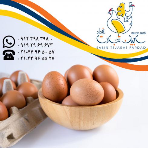 خرید و فروش و صادرات تخم مرغ خوراکی محلی سابین تجارت