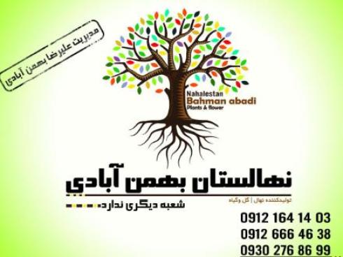 فروش انواع نهال میوه و زینتی و درختچه همیشه سبز