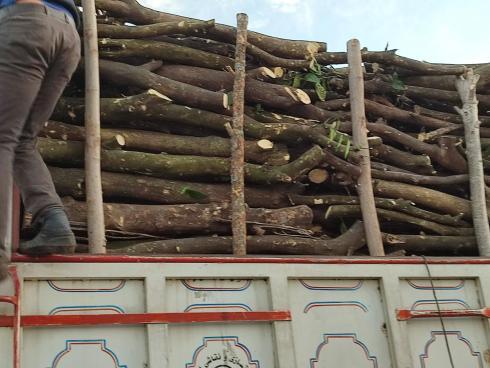 فروش چوب مرکبات