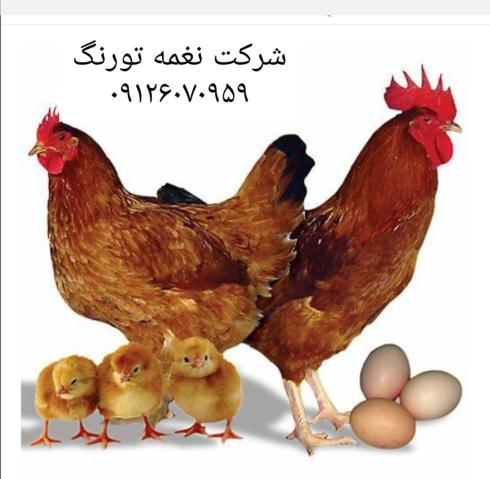 فروش مرغ بومی ، گلپایگانی ، رنگی ، جهادی تخم گذار - طیور