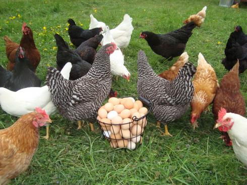 فروش مرغ محلی تخمگذار اصلاح نژاد شده - طیور