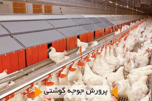 فروش جوجه مرغ گوشتی ، قیمت جوجه مرغ - طیور