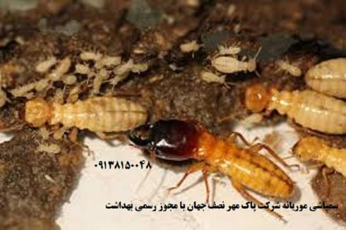 موریانه زدایی در استان اصفهان بامجوز بهداشت 100% تضمینی