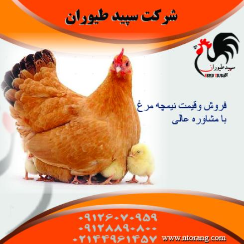 قیمت نیمچه سه ماهه مرغ و خروس نیمچه سه ماه و نیم محلی - طیور