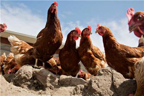 فروش مرغ بومی 2 ماهه گلپایگان دورگه - طیور