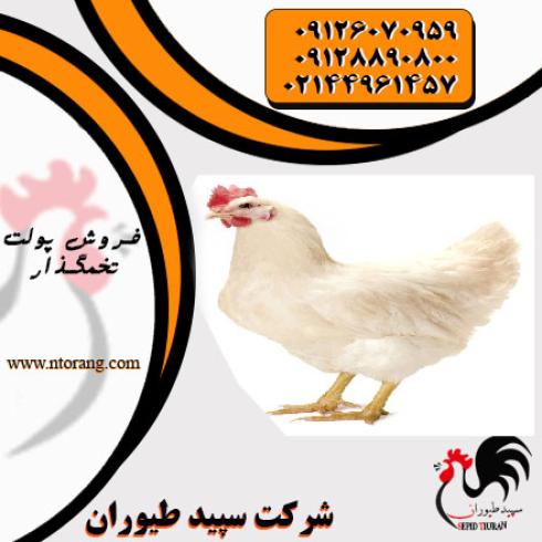 فروش ویژه مرغ تخمگذار و مرغ بومی - طیور