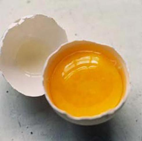 فروش تخم نطفه دار بوقلمون ، تخم نطفه دار بوقلمون - طیور
