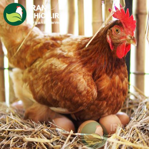فروش بهترین نژاد های مرغ تخمگذار - طیور