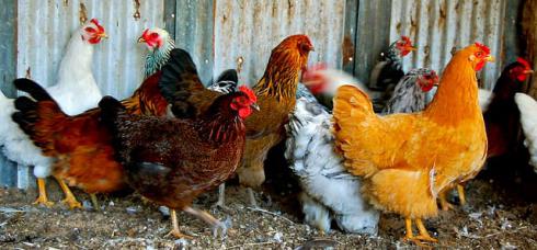 فروش مرغ بومی تخمگذار رویان طیور 