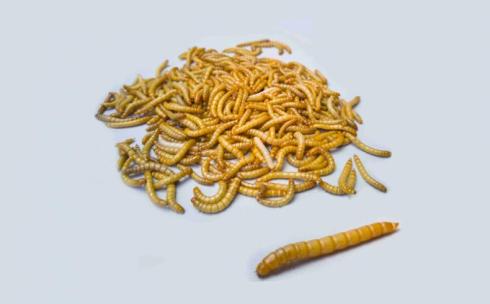 آموزش پرورش کرم میلورم