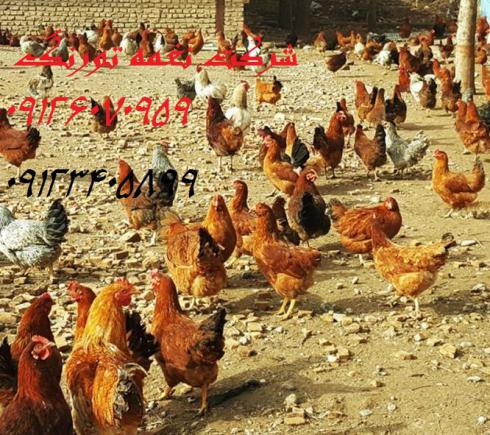 فروش مرغ 5 ماهه و 6 ماهه محلی گلپایگان اماده تخم گذاری و با کیفیت -نغمه طیور-طیور 
