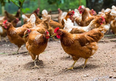 فروش مرغ تخم گذار لوهمن 4 ماهه با قیمت استثنایی 